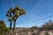 Small Grove of Joshua Trees with Scenery to Right