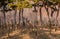 Small grove of leafless trees