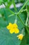 Small growing cucumbers with yellow flowers on a background of green garden in blur shallow depth of field