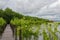 Small growing mangrove in thailand againt a wooden pavilion