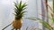 Small growing Tropical Pineapple swaying gently with the breeze. Baby pineapple