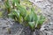 Small growing tulip in spring. Sprouts seed plant flower.