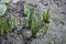 Small growing tulip in spring. Sprouts seed plant flower.