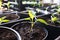 Small grown green pepper seedlings in flowerpots. Closeup macro photography