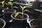 Small grown green pepper seedlings in flowerpots. Closeup macro photography