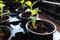 Small grown green pepper seedlings in flowerpots. Closeup macro photography