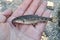 Small gudgeon fish Gobio gobio with fishing hook in mouth, held in hand by fisherman.