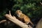 Small guinea baboon tastes some vegetables