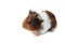 Small guinea pig isolated on white