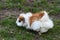 Small guinea pig in the meadow