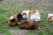 Small guinea pigs in the meadow