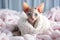 small hairless Sphynx kitten, wrapped in a warm white woolen scarf, lies on a bed in a bright bedroom and looks at the camera with