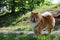 A small hairy dog â€‹â€‹on a walk