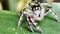 Small hairy spider hunting on the leaf