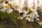 Small hairy Tropinota hirta bug on wild plum blooming flowers