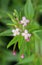 Small hairy willow herb Epilobium parviflorum in blossom