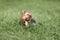 Small hairy yorkshire terrier dog among green grass