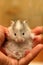Small hamster - 7