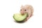Small hamster eating cucumber