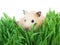 Small hamster in grass