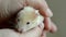 Small hamster in hand close-up. Girl holds small Syrian hamster