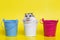 Small hamster plays with buckets on yellow background. Gray Syrian hamster with buckets