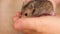 A small hamster runs through the hands of a person a person and a pet.