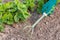 Small hand garden rake used for loosening soil around the strawberry bush.