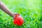 Small hand of girl is keep for an orange ball from refreshing green lawn. Child is playing rubber ball.