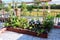 Small handmade gardens on terraces rooftop of house for thai farmer people working hobby small gardening growing tree fruits