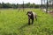 Small happy grey great dane puppy