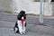 A small harlequin poodle , tied to a lamp post, waits for his owner