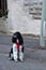 A small harlequin poodle , tied to a lamp post, waits for his owner