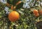 small harvesting sour taste orange type from oragnic rural farm.