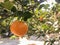 Small harvesting sour taste orange type from organic rural farm