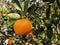 Small harvesting sour taste orange type from organic rural farm