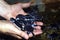 Small hatched sea turtles in human hands