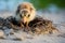 a small hatchling following a mother bird