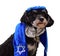 Small Havanese puppy dog dressed for Jewish holiday Hannukah