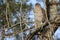 Small hawk perched on a branch of a tall, lush tree in a peaceful forest setting
