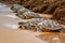 Small Hawksbill Turtles at beach. Generative AI