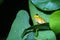 Small-headed tree frog Hyla microcephala