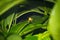 Small-headed tree frog (Hyla microcephala) in Costa Rica