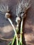 Small heads of garlic, poor harvest