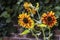 Small heads of orange sunflower plant in a garden.