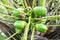 Small healthy baby coconut fruits growing from stem