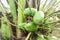 Small healthy baby coconut fruits growing from stem