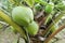 Small healthy baby coconut fruits growing from stem