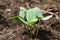 Small healthy squash plants