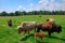 Small Heard of Bison, Buffalo Grazing in a Meadow